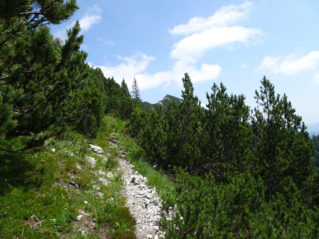 On the trail towards "Pillsteiner Höhe"