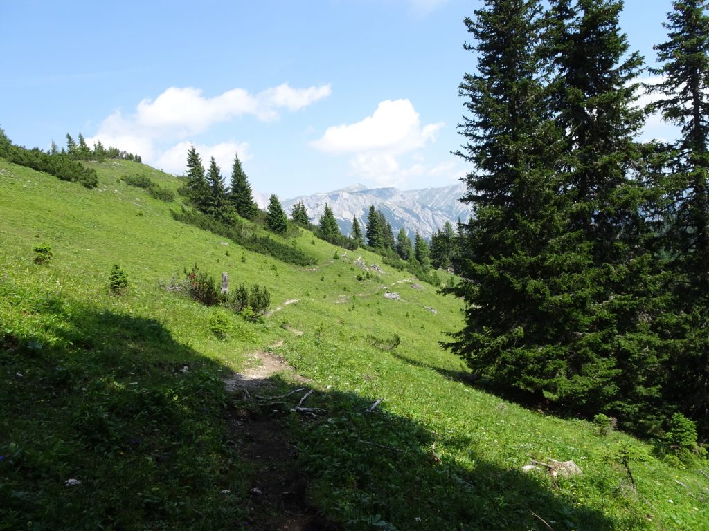 On the trail towards "Pillsteiner Höhe"