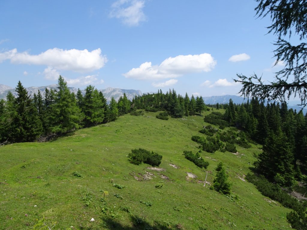 At the "Pillsteiner Alm" (saddle)