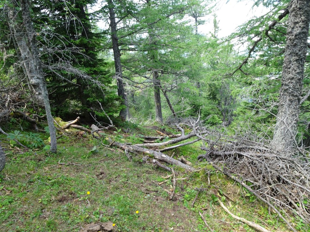 The trail becomes visible after the broken wood