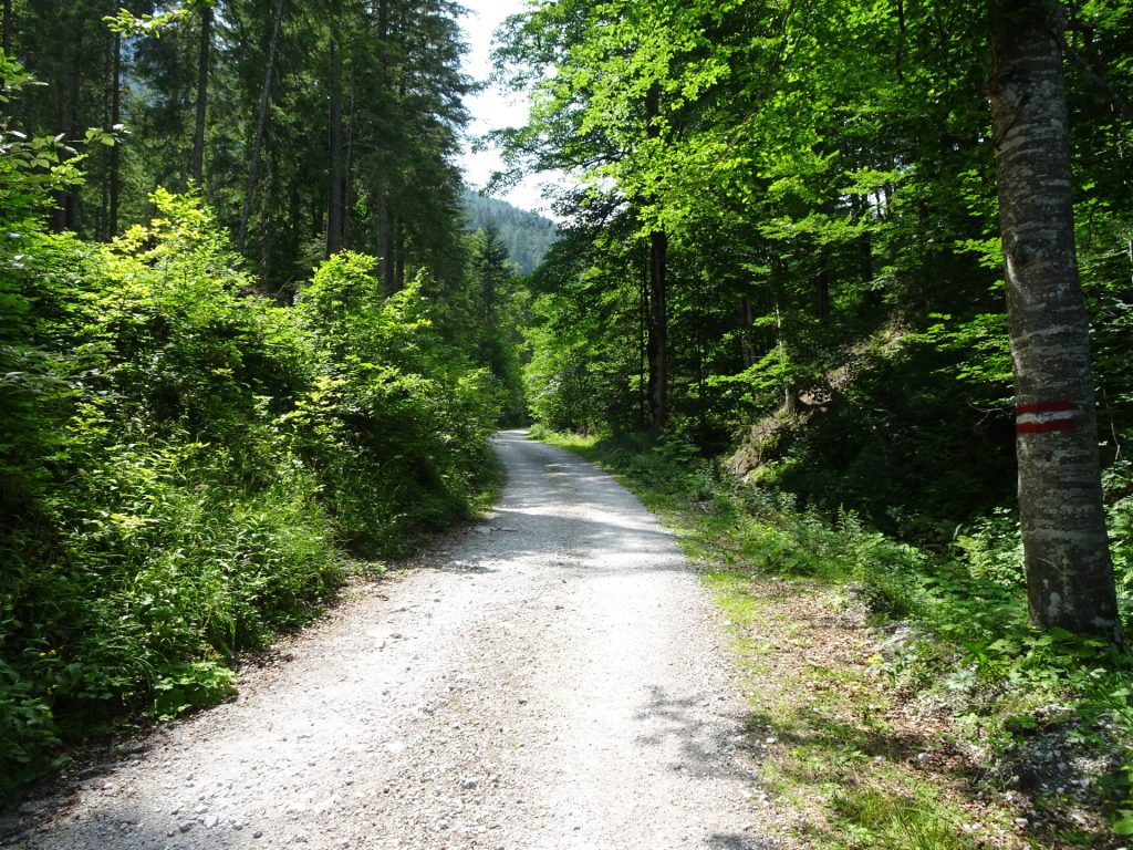 On the road towards "Hainzleralm"