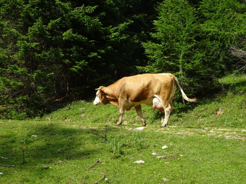 Heavy traffic on the road towards "Josersee"