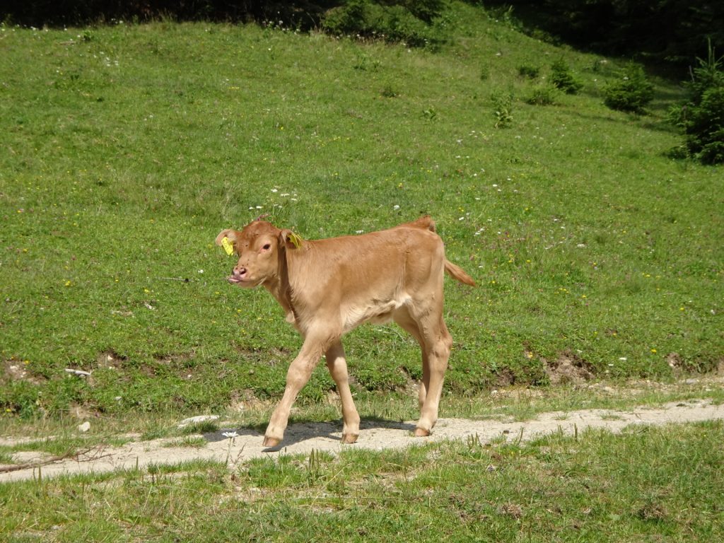 Light traffic on the road towards "Josersee"