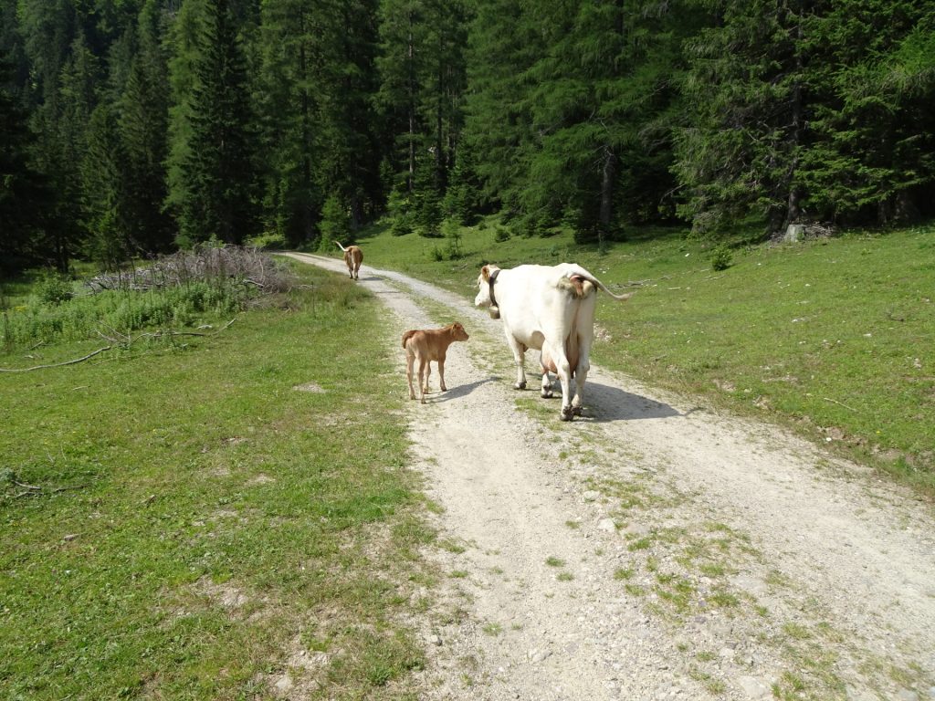 Mixed traffic on the road towards "Josersee"