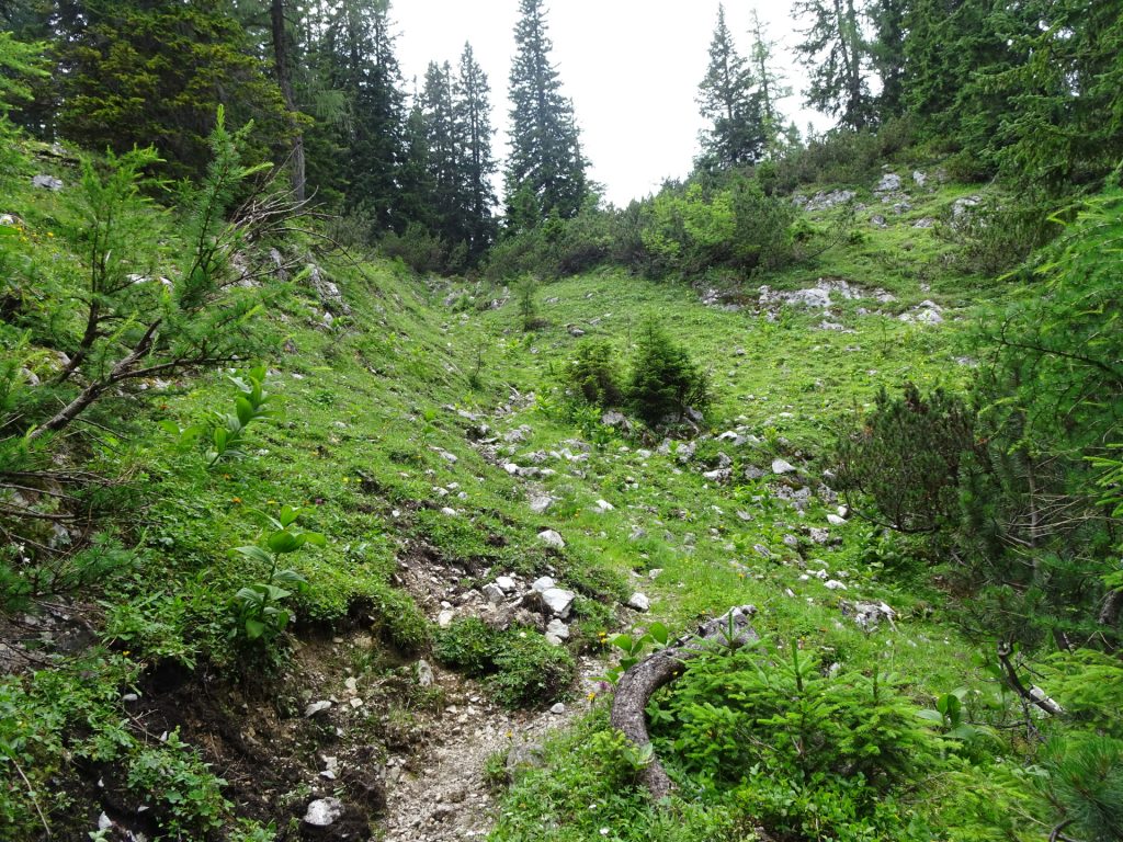 On the trail towards "Häuslalm"