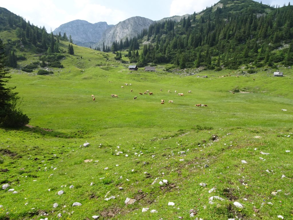 Alpine flair at "Sackwiesenalm"