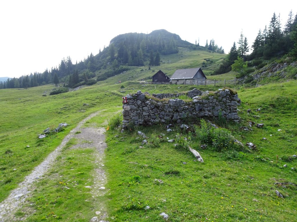 On the road back towards "Sackwiesenalm"