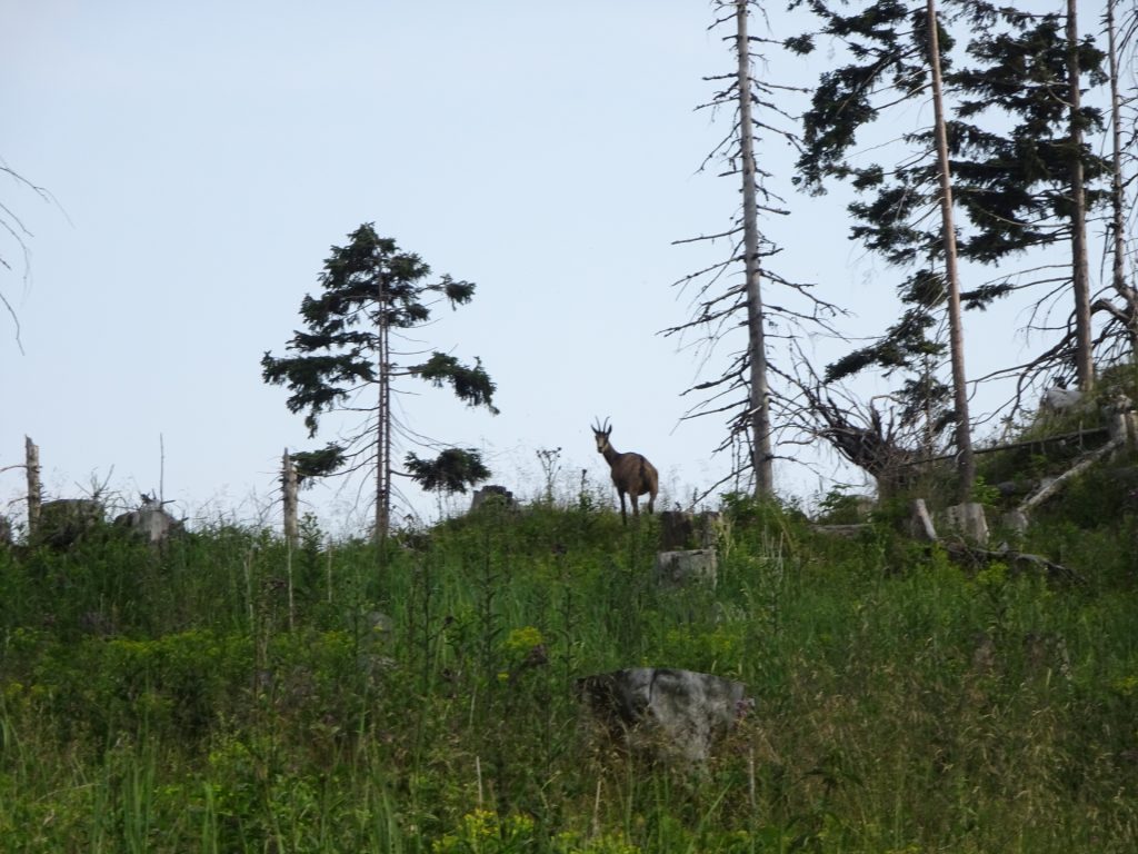 Curious wildlife at "Plotschboden"