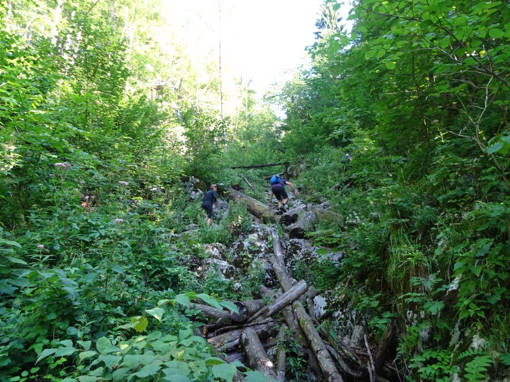 Hiking up the trail towards "Weichtalklamm"