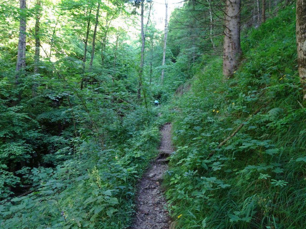 Trail up towards "Weichtalklamm"