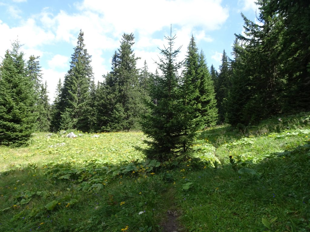 On the trail towards "Schauerstein"
