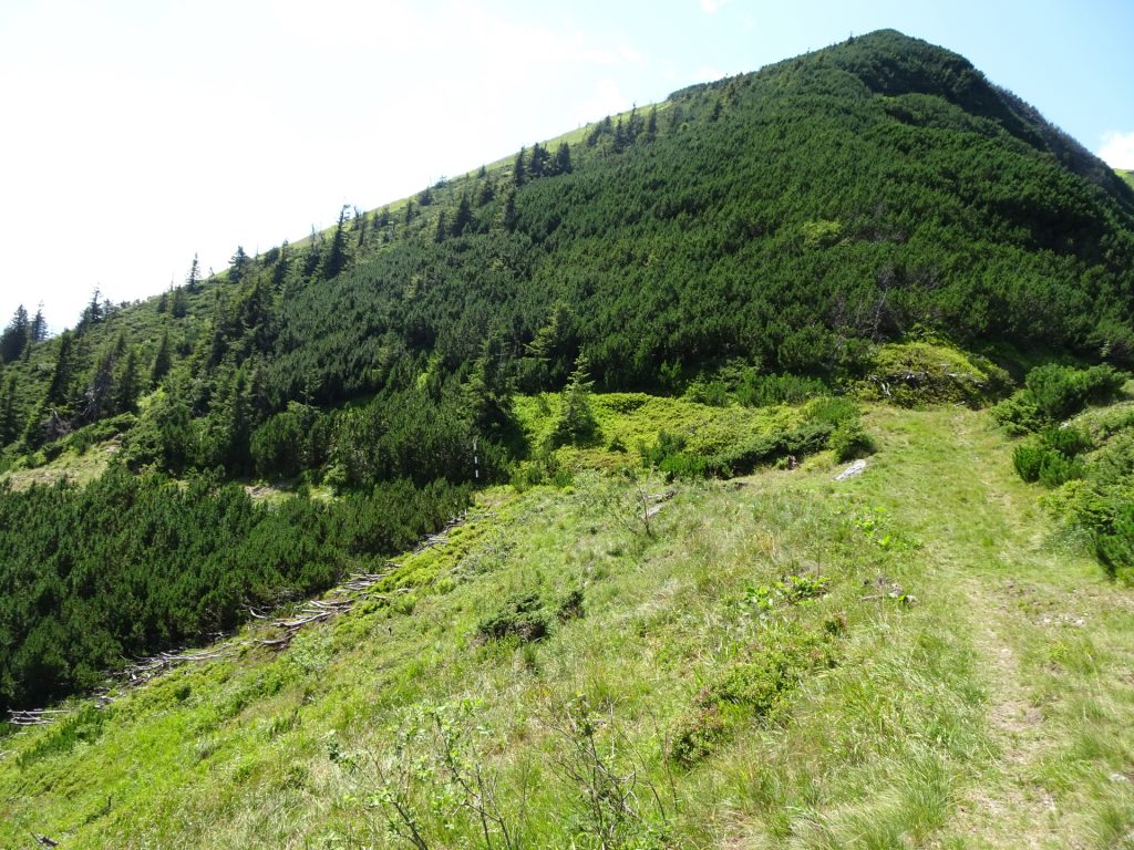 View back at the crossing with the forest street