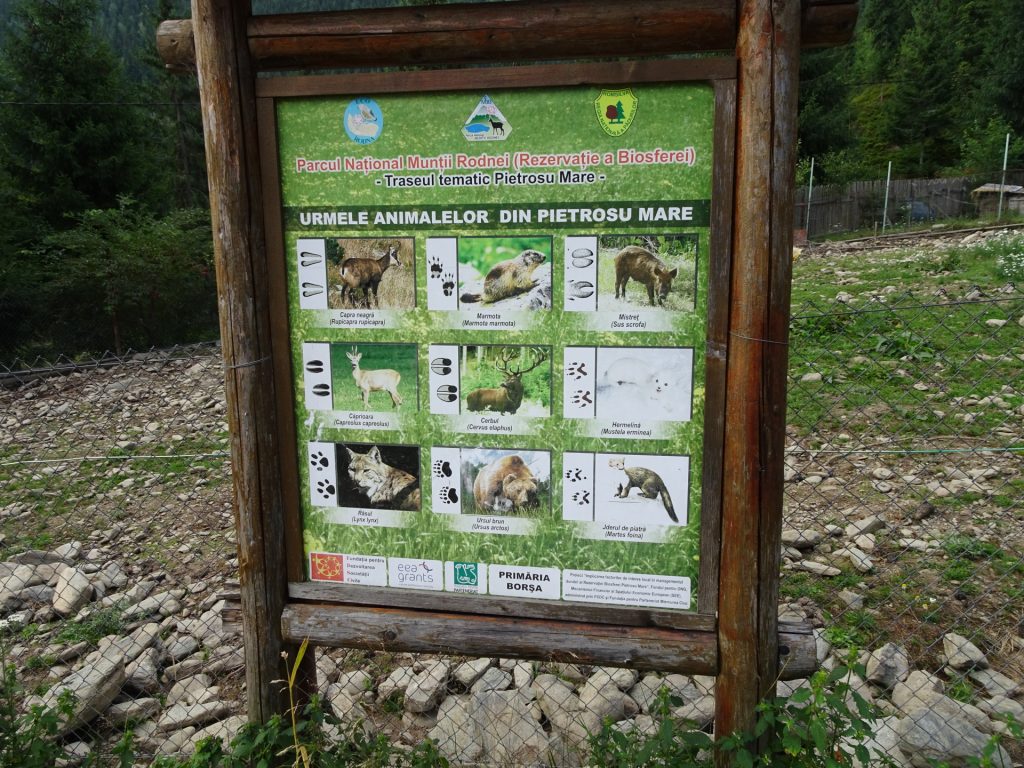 Animals that live in "Borșa" national park