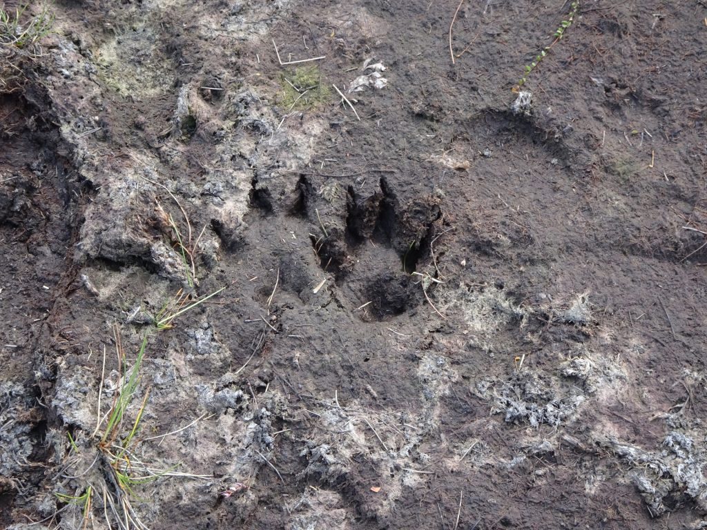 Animal footprints at the lake