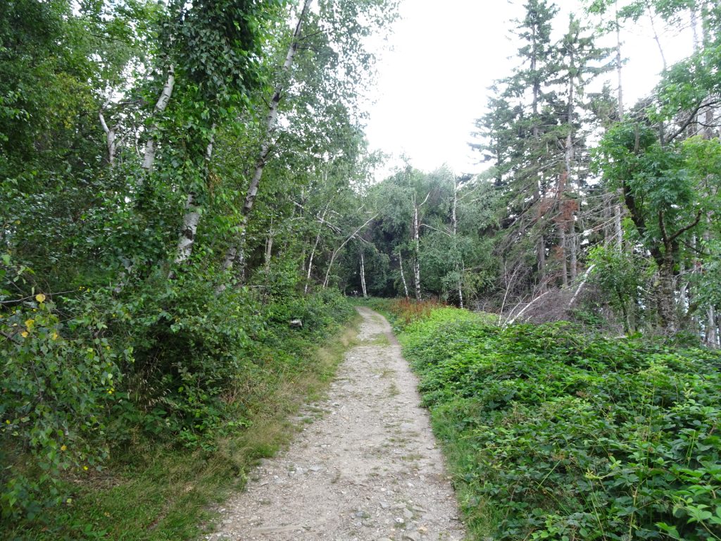 Trail towards "Hörmann-forrás"