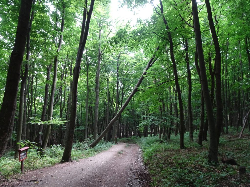 Trail towards "Hörmann-forrás"
