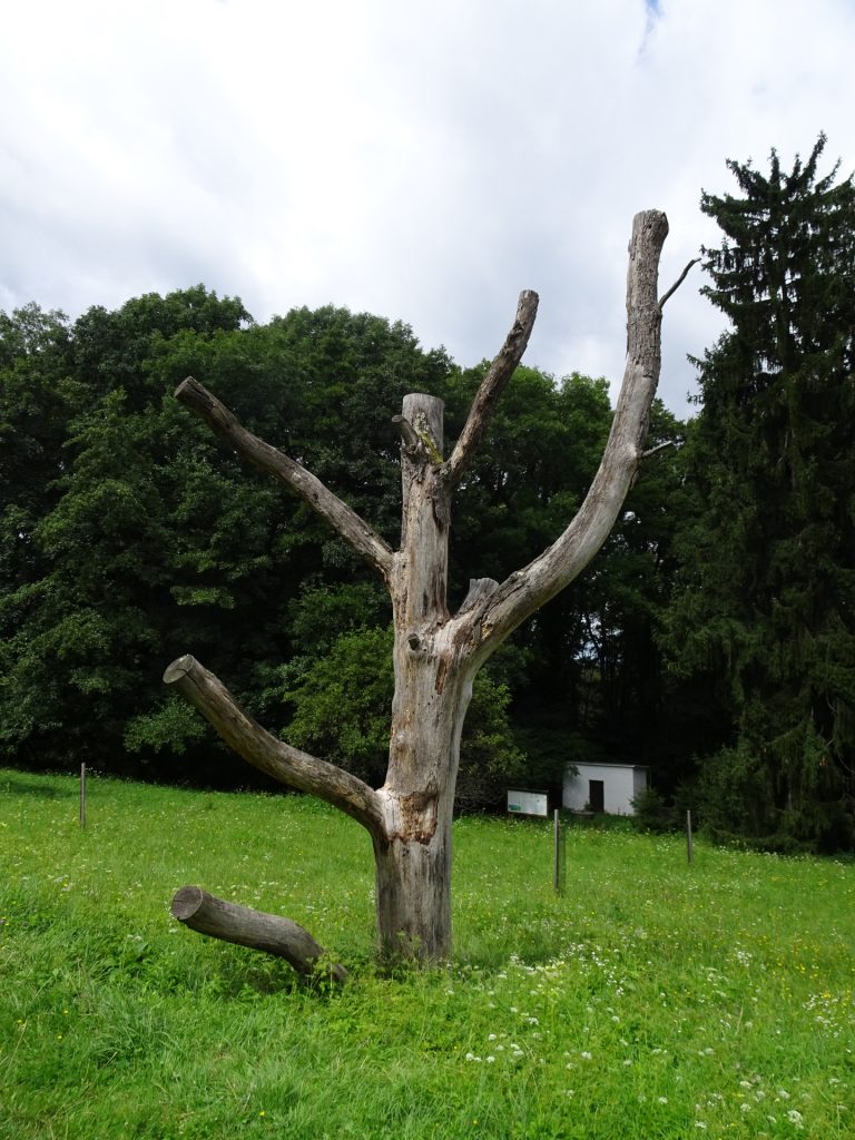 Distinct tree at the "Erdészeti múzeum"