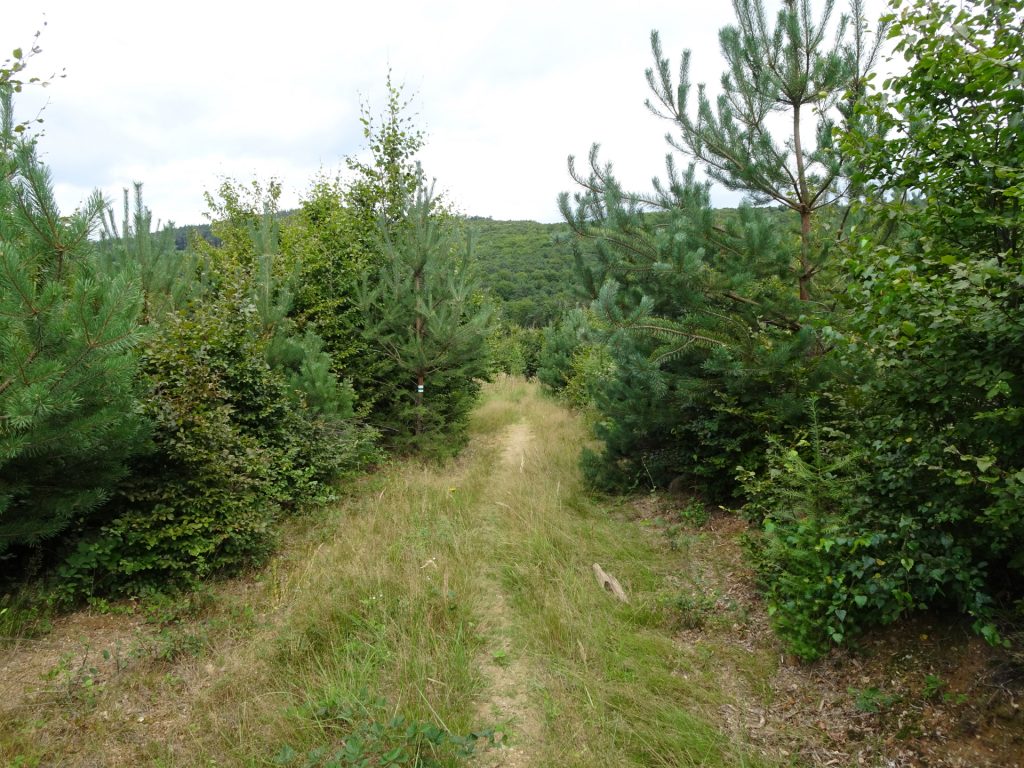 Follow the white-blue-white marked trail