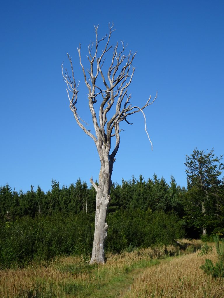 Distinct tree seen on the trail towards "Kendig"
