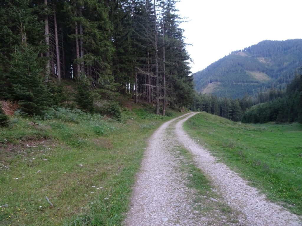 On the forest road back towards "Hirnalm"