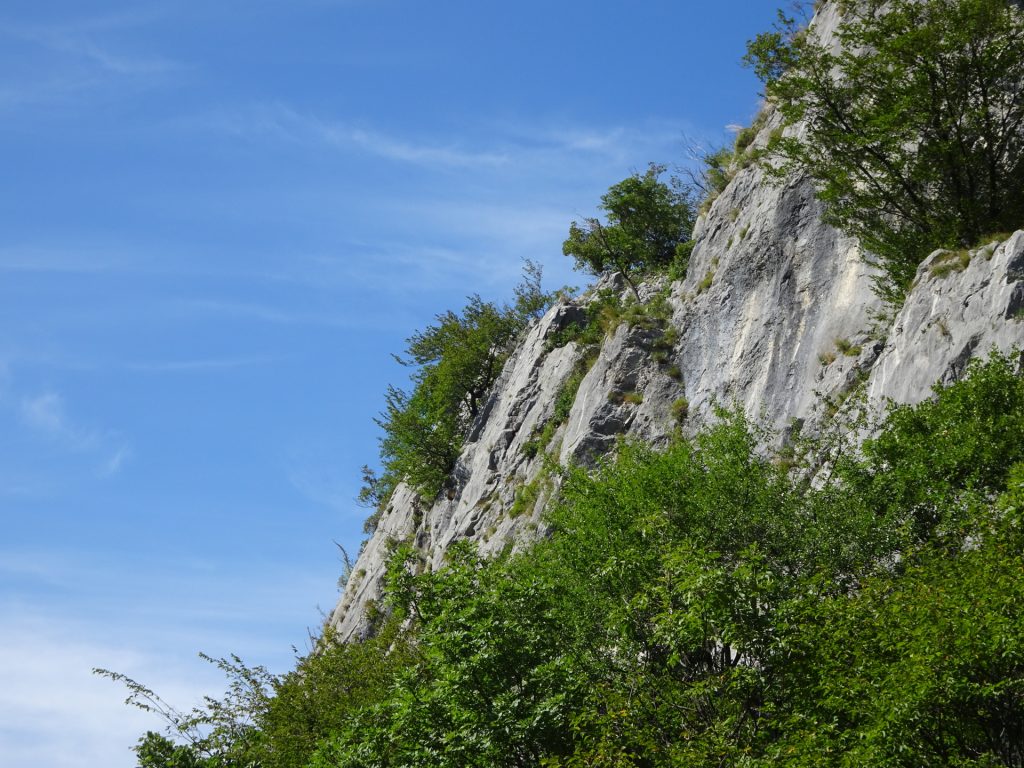 View back from the trail