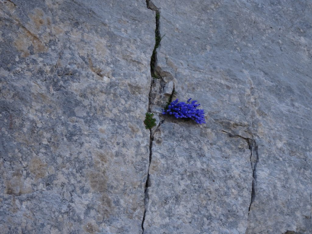 Interesting flowers growing in the middle of a rock