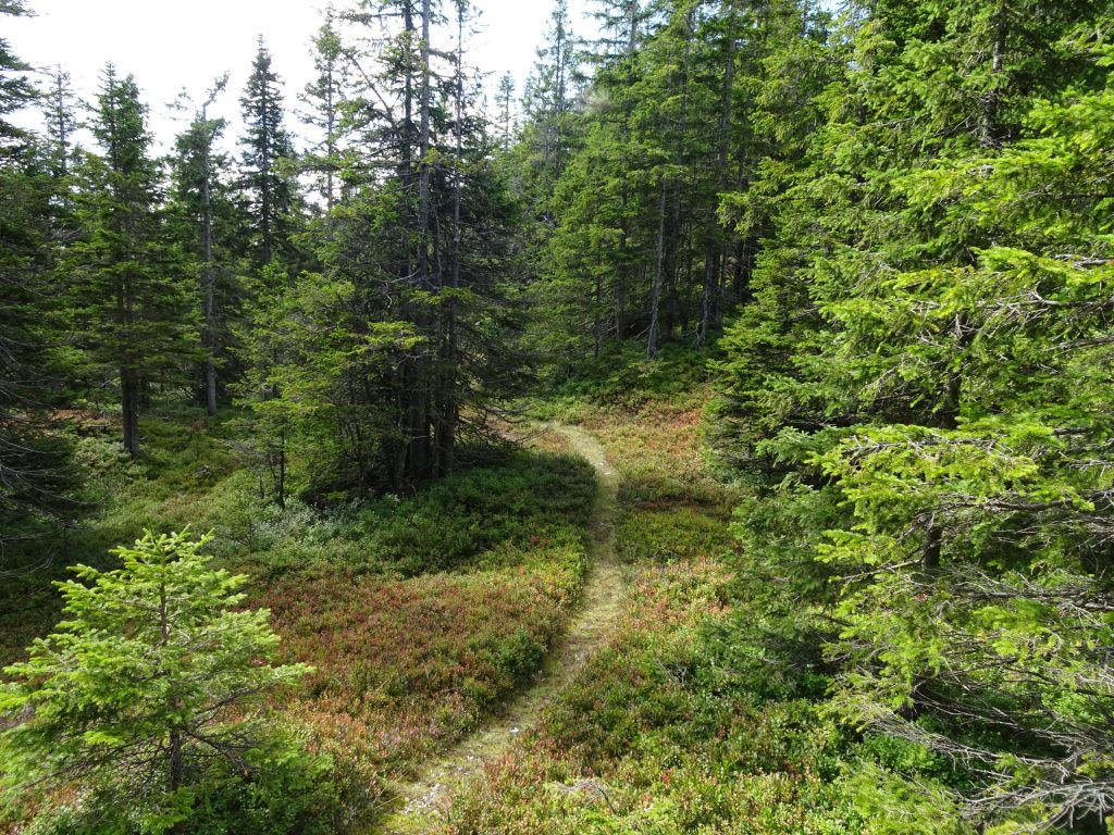 Trail towards "Kleiner Pfaff"