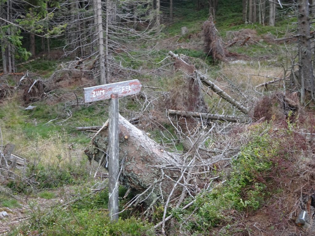 Recommended detour: Turn right and follow the trail towards "Großer Pfaff"