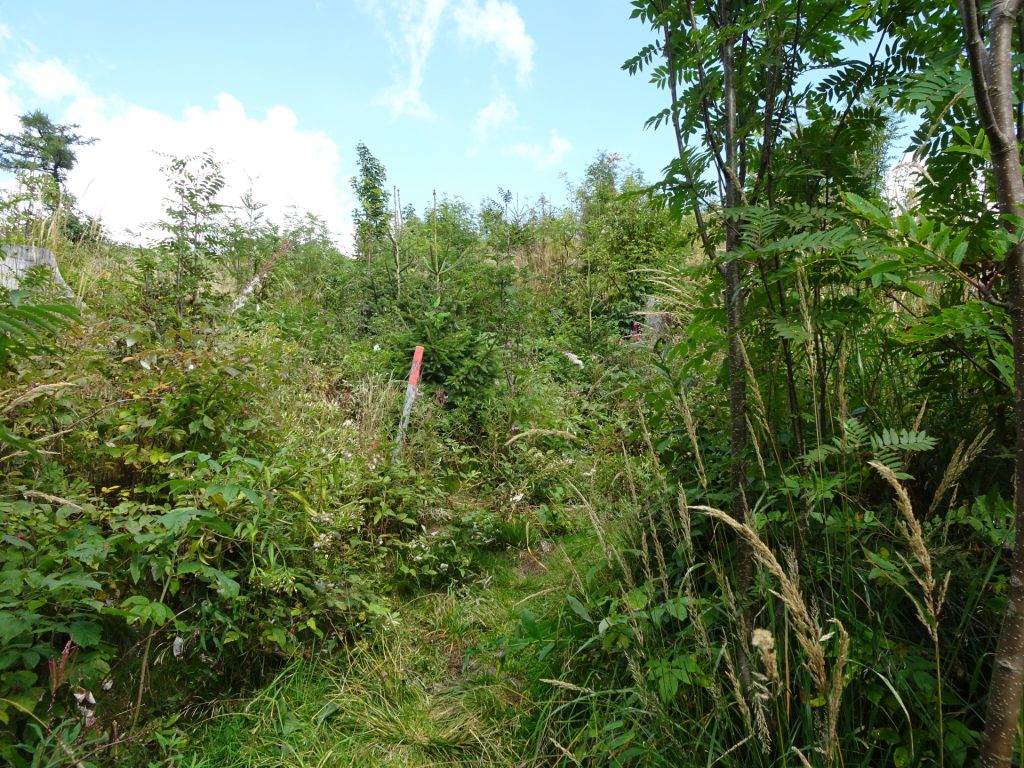 Trail towards "Kranichberger Schwaig"