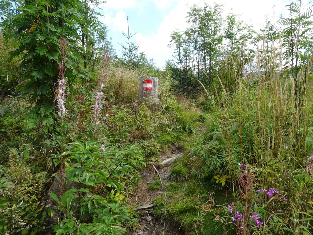 Trail towards "Kranichberger Schwaig"