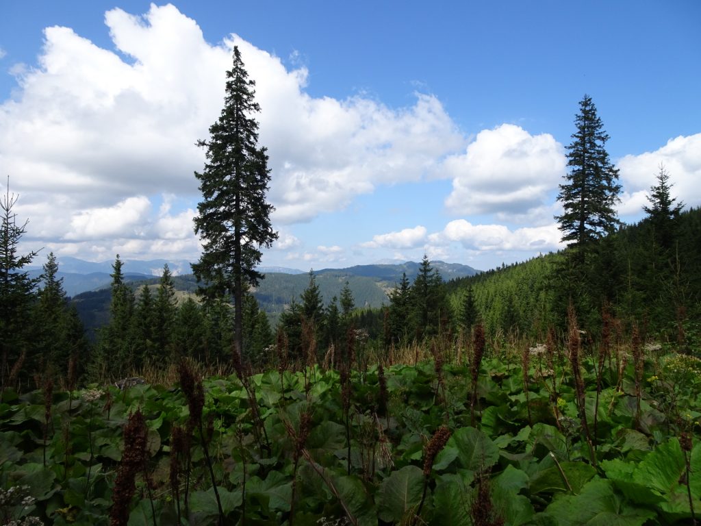 View from the trail towards "Kranichberger Schwaig"