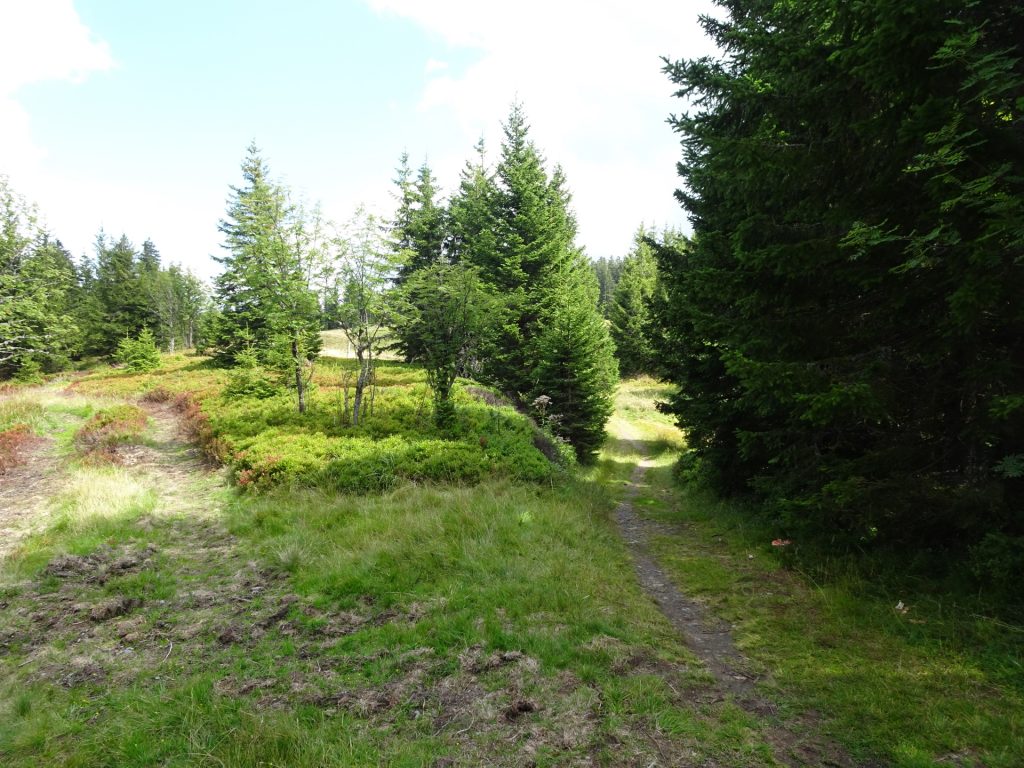 Follow the trail (right) towards "Kranichberger Schwaig"