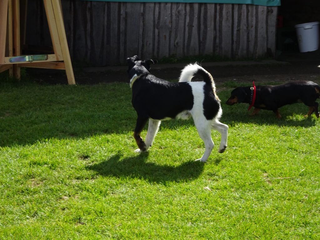 The owner&apos;s dog of "Kranichberger Schwaig"