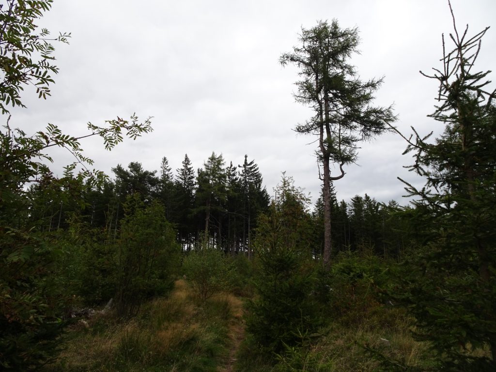 Trail towards "Hauereck"