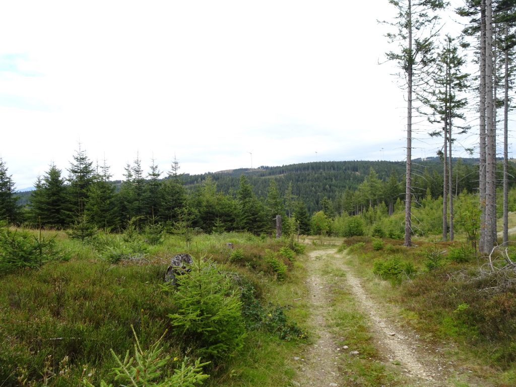 Trail towards "Hauereck"