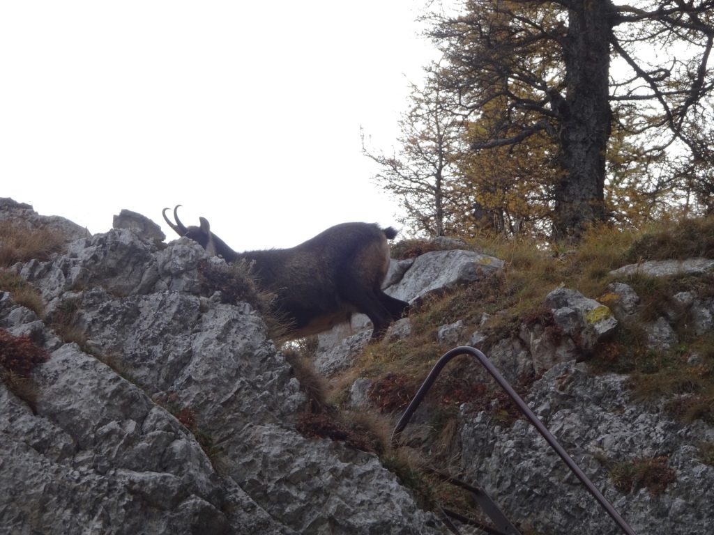 A goat climbs up the Via Ferrata!