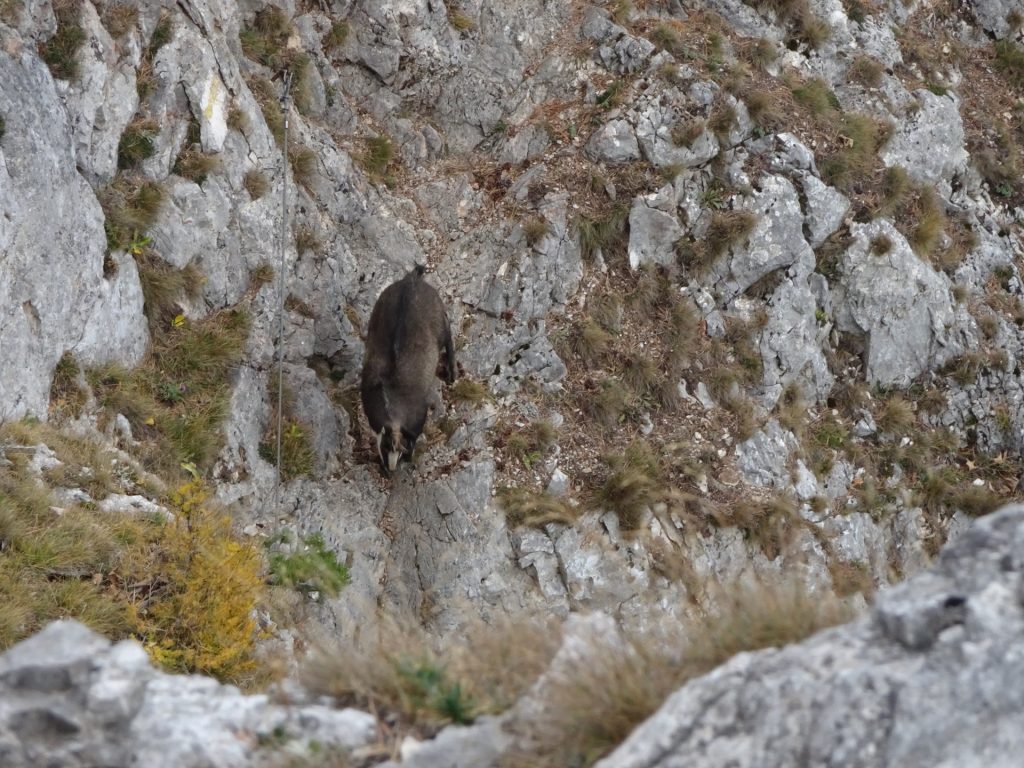 The mountain goat climbs up the Via Ferrata