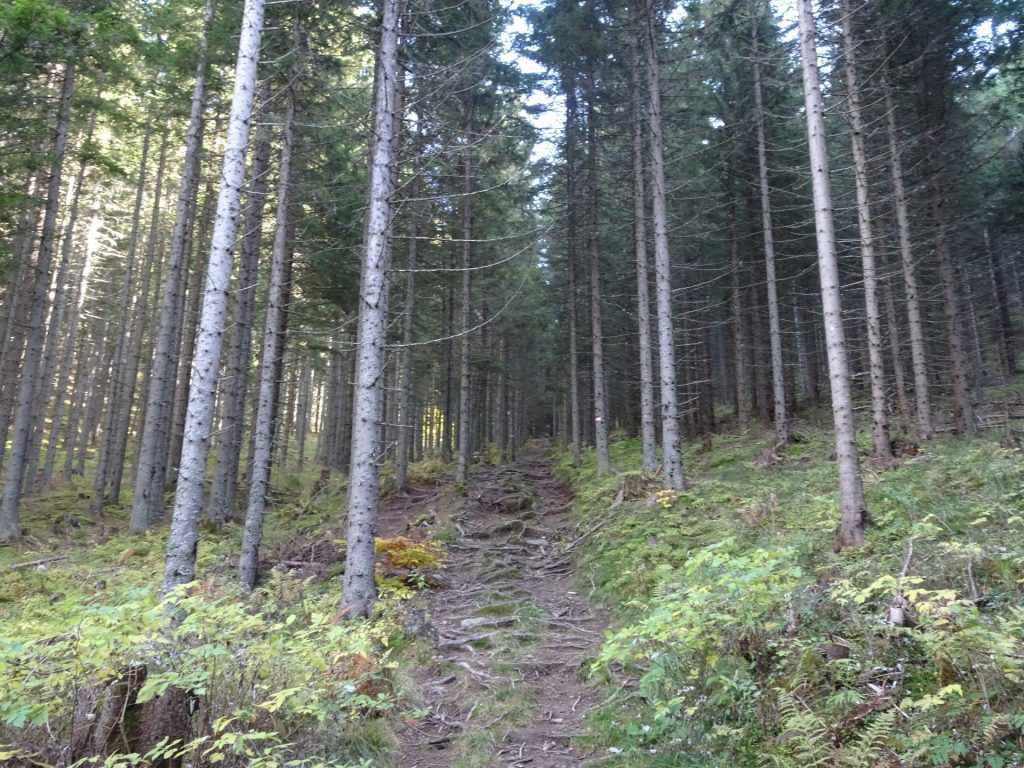 Trail towards "Trasattel"