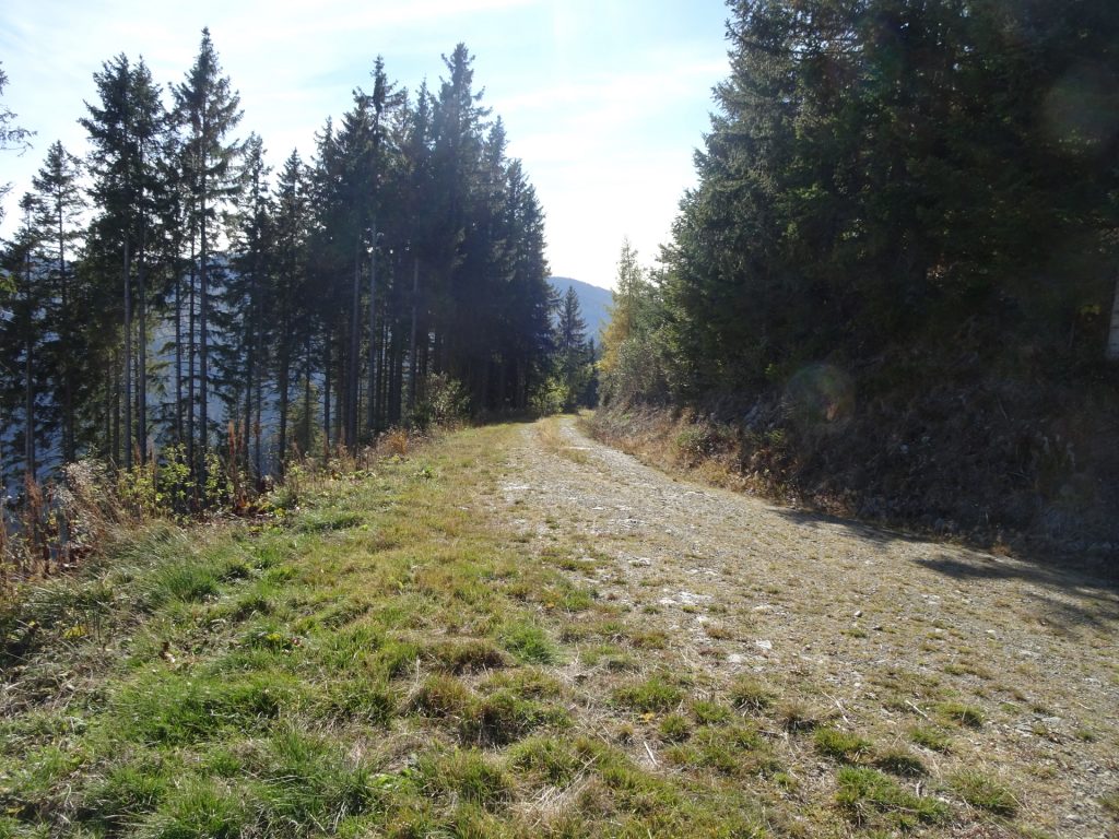 On the forest street towards "Wirtalm" (unmarked!)