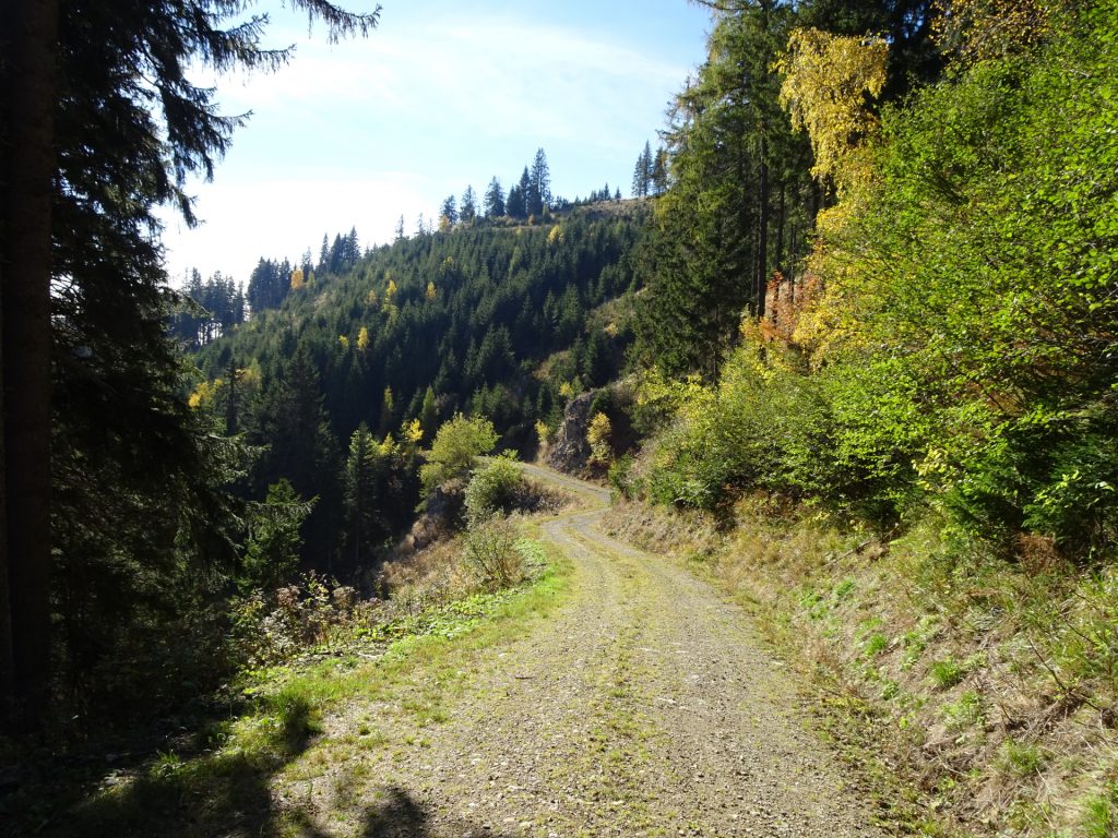 On the forest towards "Wirtalm" (unmarked)