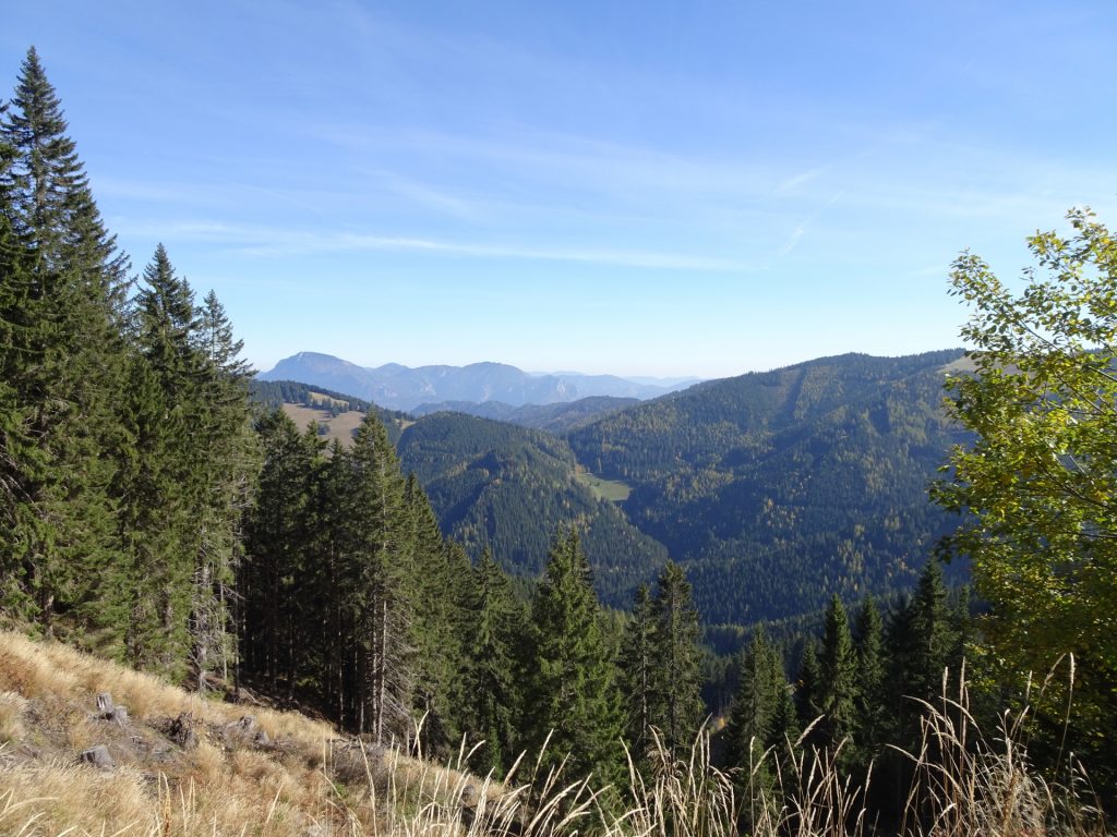 Distance view from the forest street towards "Wirtalm"