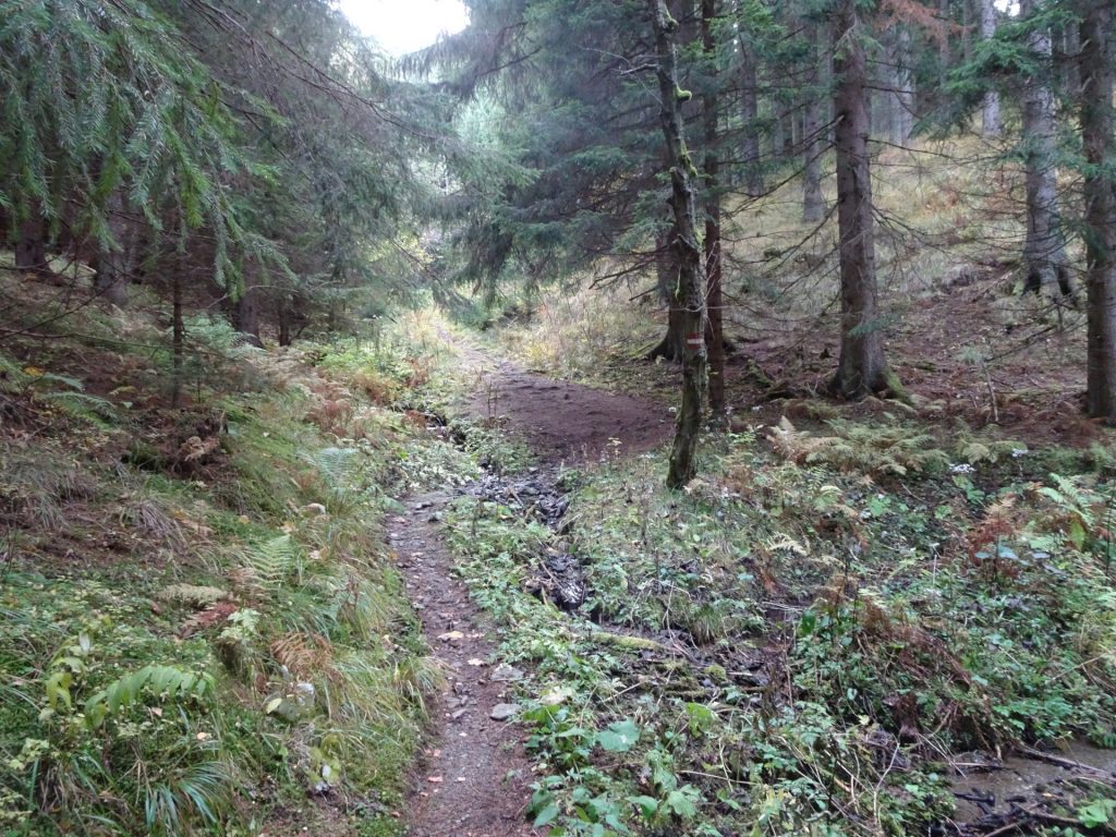 Trail towards "Trasattel"