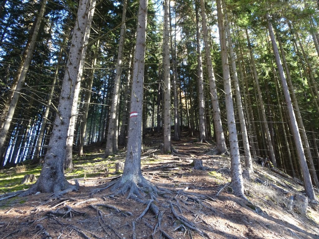 Follow the red-white-red marked trail through the forest