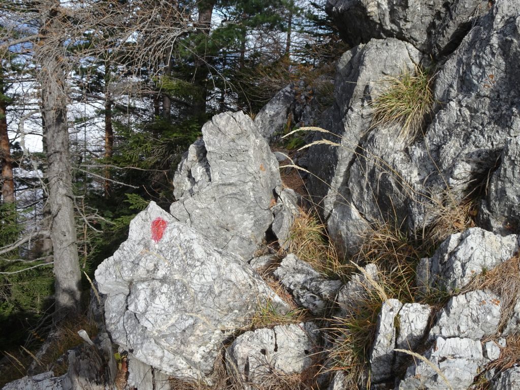 The "Westgrat" climbing route (follow the red dots)