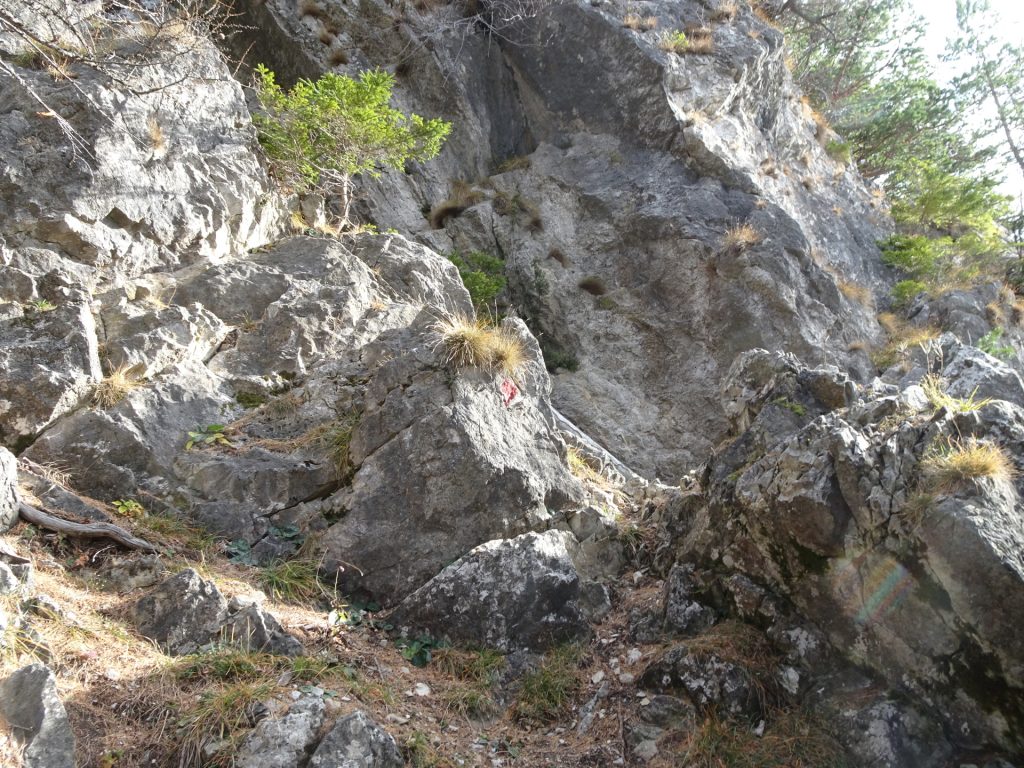 On the "Westgrat" climbing route (follow the red dots)