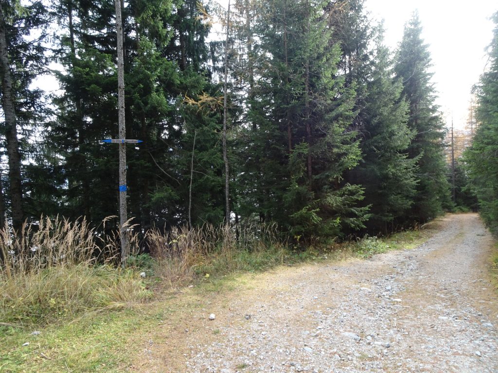 Following the forest road back towards "Kummerbauerstadl"