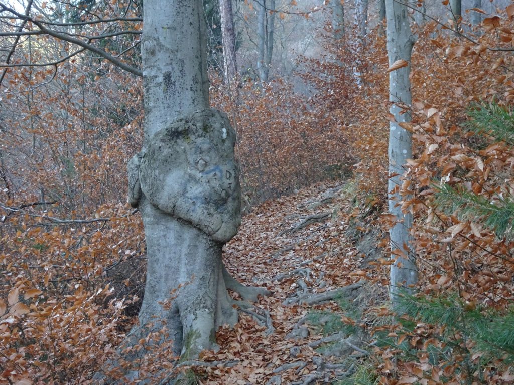Distinct tree towards "Drachenhöhle"