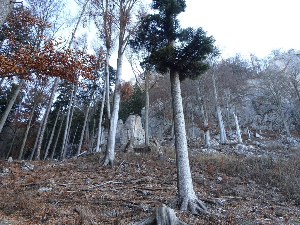 Towards "Drachenhöhle"