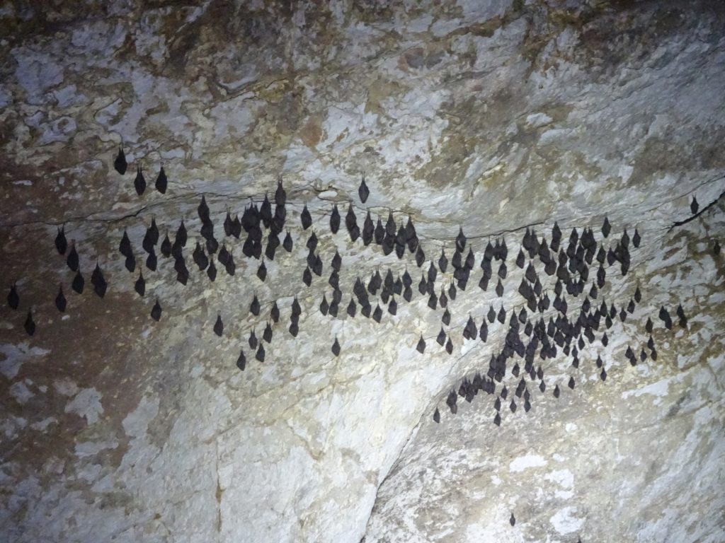 Bat population inside "Drachenhöhle"