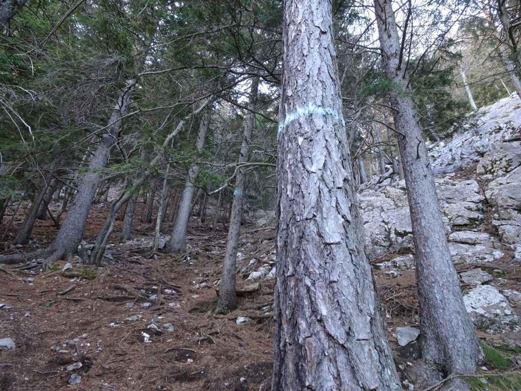 The erased markings of the abandoned trail
